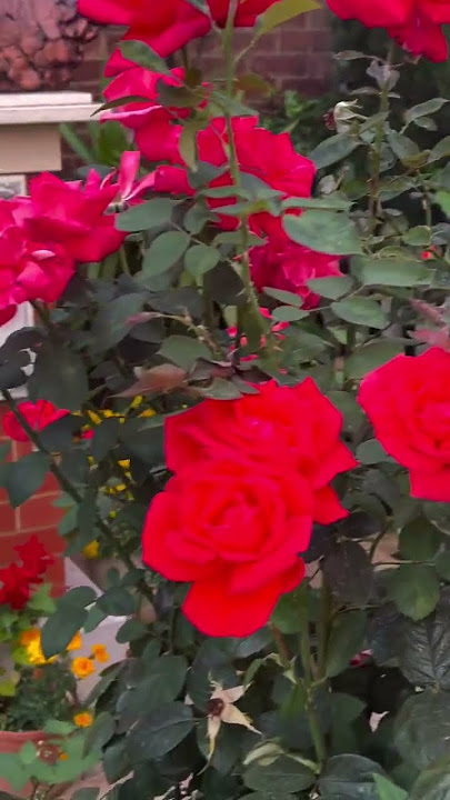 The red roses are still here #roses