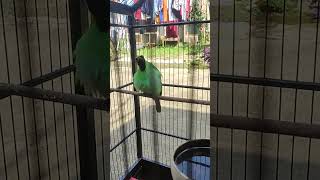 Download Lagu cucak ijo isian mesin jahit #masteranjernih #kicaumania #cucakijo #masteranmewah #burung MP3