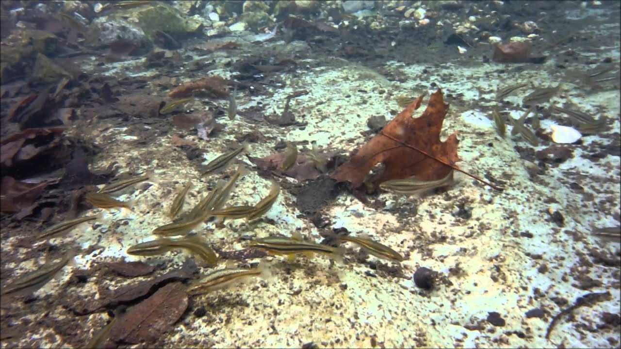 Southern Redbelly Dace of Big Spring on the Nickel Preserve in Northeast Oklahoma