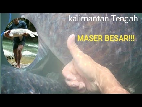 Nembak ikan maser besar goldfish