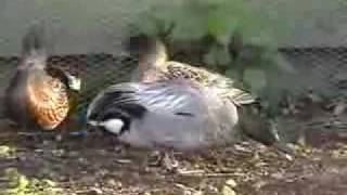 Falcated Duck