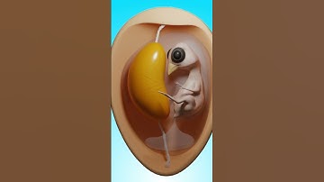 What’s Really Inside an Egg Yolk? | The Surprising Truth