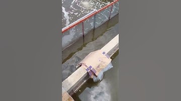 Mô hình mới nuôi Cá Chốt trâu, mật độ 700-900con/m2. dòng chảy liên tục 64m3/giờ qua ao nuôi .