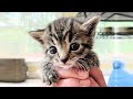 Rescue small kitten who has a great appetite and adorable