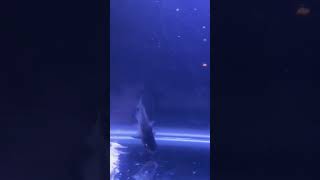 Yavru Köpek Balığı Yem Yerken Öpekbalığı Ik Öpekbalığı