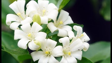 Cây Nguyệt Quế  trong Phong Thuỷ và  Sức Khoẻ