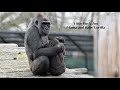 Mama and Baby Gorilla at Little Rock Zoo