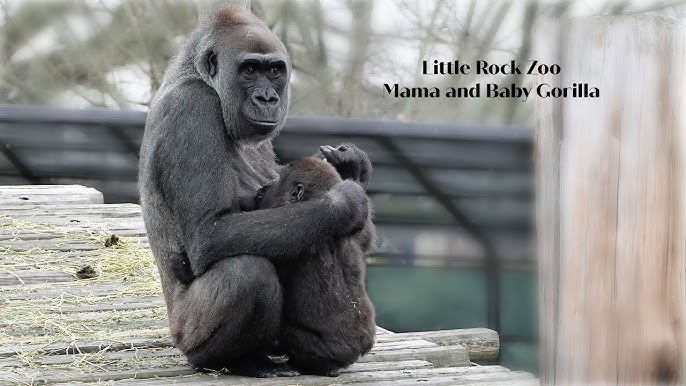 Western Lowland Gorilla Ngozi Feeding her Baby Nheka at the Toronto Zoo 