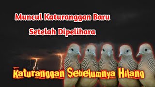 Perkutut Surung Drajat Setelah Di Pelihara Berubah Menjadi Perkutut Bodronoyo