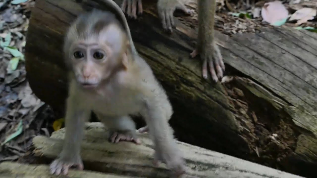 Best video! Baby Rainbow trusts in me, She run to greet me coz I talk gentle to her&love her as baby
