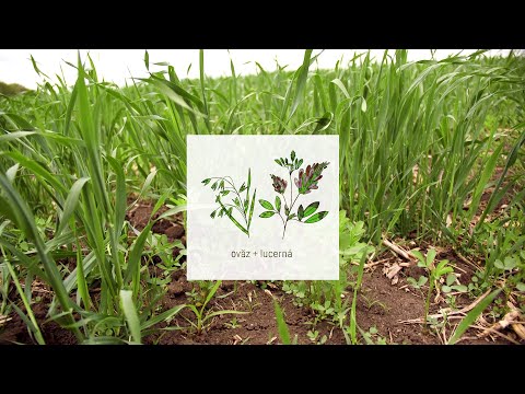 Video: Plante - Siderate