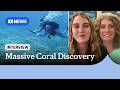 Citizen scientists discover huge coral colony on Great Barrier Reef | ABC NEWS