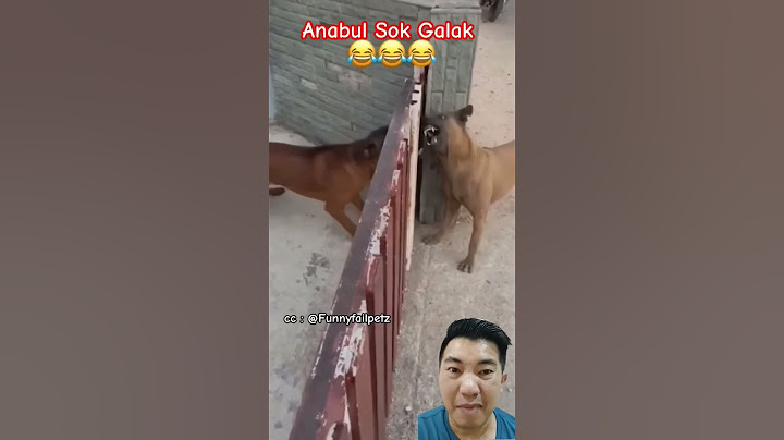 Anabul Sok Galak #funny #pets #animals #dog #funnyanimals #shortvideo #shortsfeed #shorts