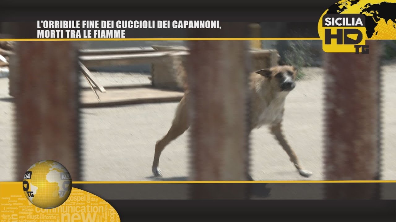sicilian mafia 091TG L'ORRIBILE FINE DEI CUCCIOLI DEI CAPANNONI, MORTI TRA LE FIAMME