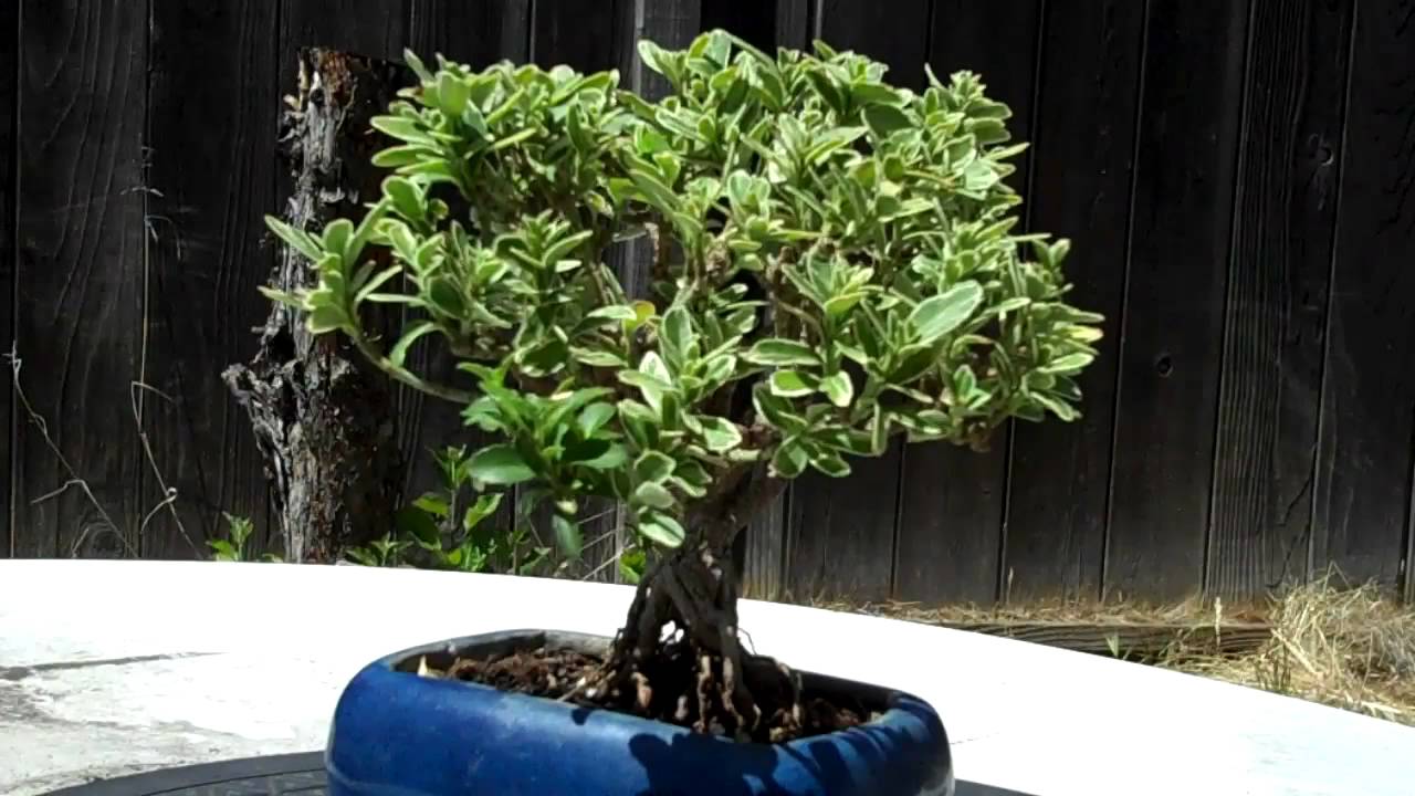 Euonymus Bonsai Part 3 14 month later... &repot.mp4