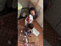 ぽんちゃんに餌あげたよ🐰 #しまいにっき#年子姉妹＃1歳児#3歳児＃4歳児#shorts #育児#子育て#子供のいる暮らし#うさぎのいる暮らし #ホーランドロップイヤー