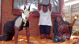 MY MOTHER IN-LAW TURN ME INTO A GOAT (COMEDY SHORT FILM)