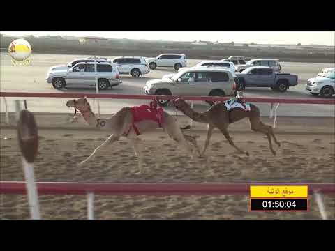 الشوط 8 الرينج ل حميد مطوع الظاهري شارة الصندوق 2019 03 30 الوثبة فطامين