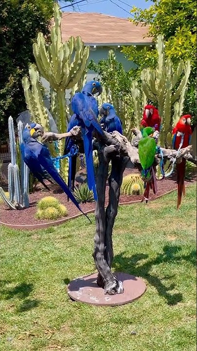 blue-parrots-hyacinth-macaw-facts-tamil-shortsfeed-youtube