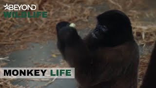 S10E14 | Will Ayla Be Persuaded To Accept Her New Born Baby? | Monkey Life | Beyond Wildlife