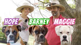 Luke and Sam Talk Boxers! | Maggie, Barney & Hope #boxerdog #dog