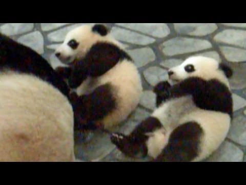 Panda Twins babies パンダ 愛浜 明浜　アドベンチャーワールド