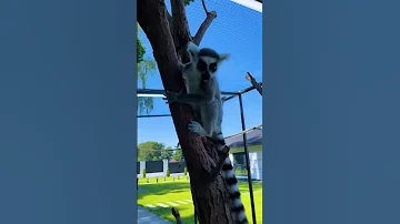Лемур Джулиан сделал маме кусь! 🙀