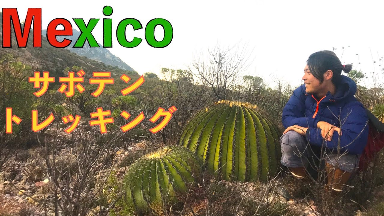 世界一周＃40】メキシコのサボテンを探す - YouTube