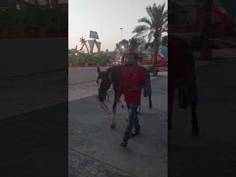 A Fun To Kuwait Magic 1