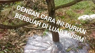 FRUIT-BEARING DURIAN TREES IN THE RAINY SEASON