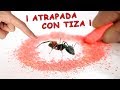 HORMIGA ATRAPADA EN CÍRCULO DE TIZA Y LAUREL ¿MITO O REALIDAD?