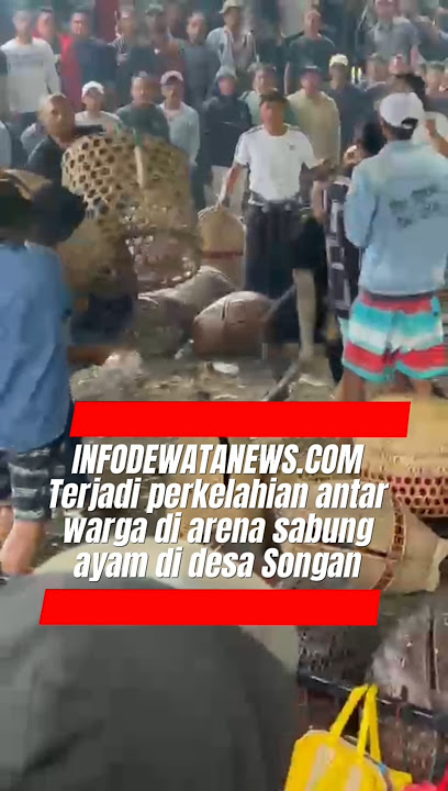 Arena Sabung Ayam di Desa Songan Ricuh, Warga Saling Tikam di Tengah Kerumunan