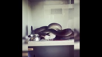 Snake Consumes Rabbit in Grisly Timelapse Footage