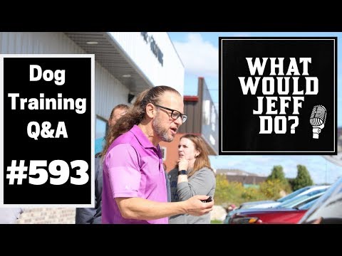 dog-training---dog-aggression---training-with-e-collars---what-would-jeff-do?-q&a-ep.593-(2019)