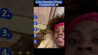 Cute Hamster Chaos Compilation 😂