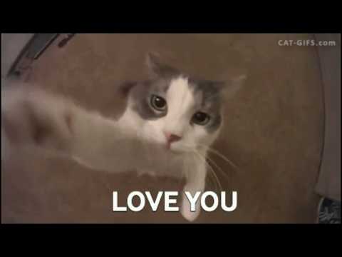 crazy-cute-cats-|-funny-cat-gifs-compilation