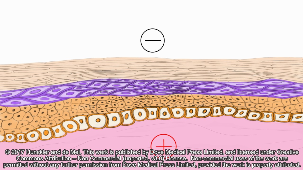 The skin battery and the current of injury 127207 YouTube