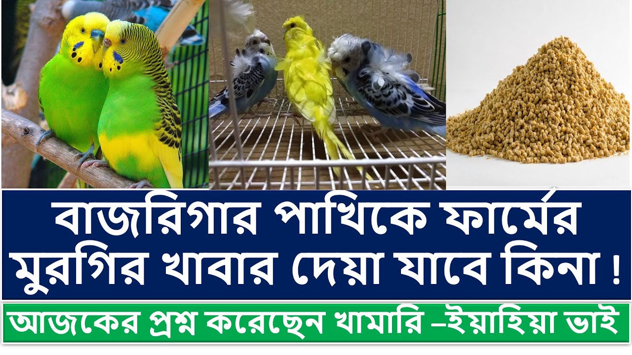 Bajri Birds Best Food l বাজরিগার পাখির খাবার ভালো খাবার l পাখিকে
