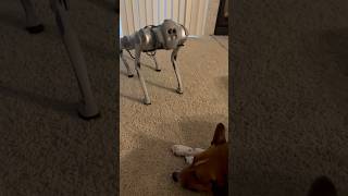 People Kept Asking To See My Dogs Reaction To The Robot Dog