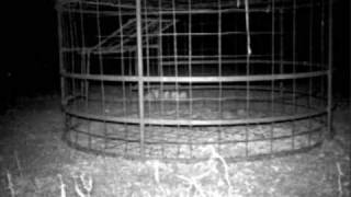 HOG TRAPPING...TRAP SURVALENCE