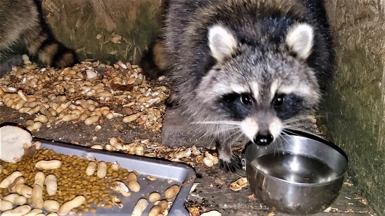 The Raccoon Lounge Episode 146 Peanut Butter Sandwich Time! 