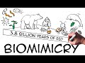 Biomimicry: definition & examples (explained with drawings)