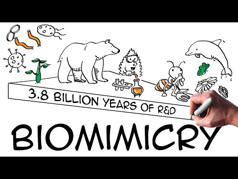 Biomimicry: definition & examples (explained with drawings)