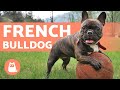 The FRENCH BULLDOG - Training and Care の動画、YouTube動画。