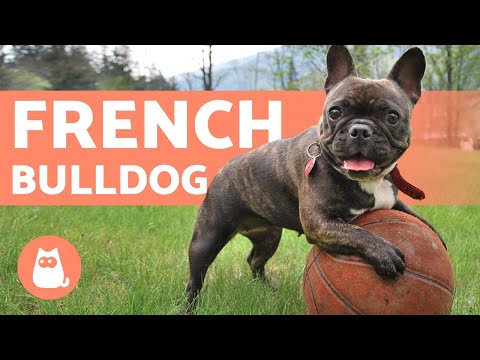 वीडियो: मिलिए फ्रेंच बुलडॉग के ट्रॉटर से