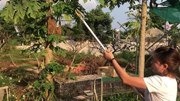 Kéo cắt cành 3m santa hàng cao cấp phục vụ các bác làm nông nghiệp lh 0984424256