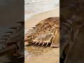 Horseshoe Crab Secrets #facts #animalfacts #animals