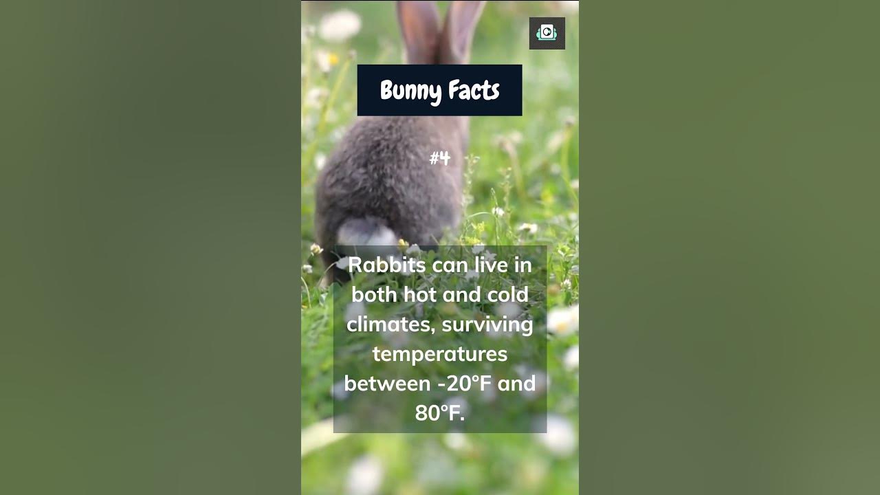 🐰 BUNNIES Can Survive Extreme Cold Bunny Facts Part 4 shorts bunny
