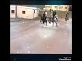 حضيو الخيمة الخيل العربي الاصيل