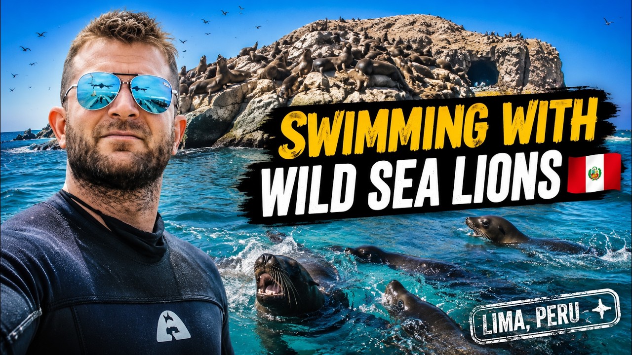 I Swam With Sea Lions in the Pacific Ocean | Lima Peru 🇵🇪